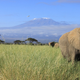 Illustration for article titled SMS Could Save Endangered Animals in Kenya
